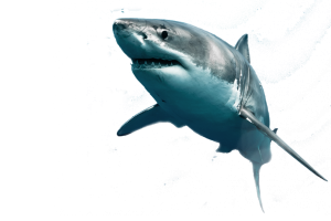 Shark PNG-18809